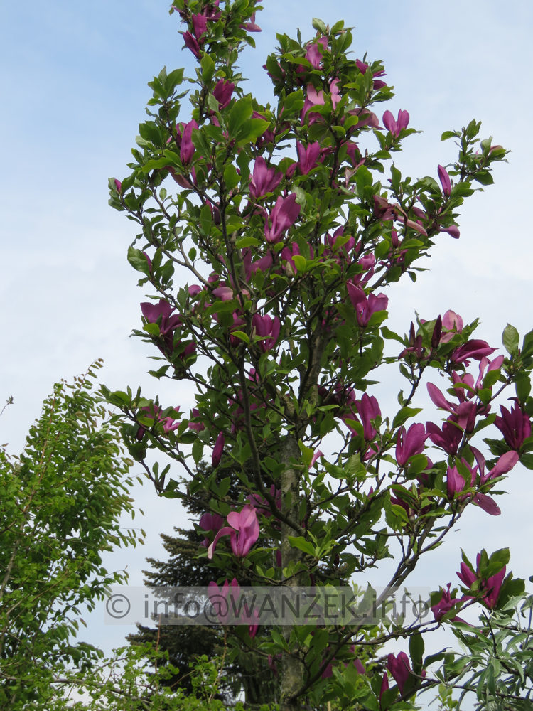 Magnolia liliiflora Susan 07.JPG